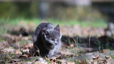 Gri kedi güneşli bir sonbahar gününde bahçede kendini tımar ediyor. Şirin, komik ev hayvanları. Evcil hayvanı doğada, açık havada kapatın.