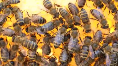 Arı kovanında bal peteği üstünde koloni arıları. Kırsalda arıcılık. Bal peteği üzerinde çalışan bir sürü arı, yakın plan, makro. Bal peteğindeki bir kovan içinde detaylı çekim, bal ve polenle balmumu hücreleri. Taraklarda bal