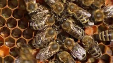Bal peteği üzerinde çalışan arı, kapat. Arıların kolonisi. Kırsalda arıcılık. Macro bal peteğinde bir kovanla, bal ve polenle balmumu hücreleriyle çekim yapıyor. Taraklarda bal