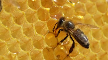 Bal peteği üzerinde çalışan arı, kapat. Arıların kolonisi. Kırsalda arıcılık. Macro bal peteğinde bir kovanla, bal ve polenle balmumu hücreleriyle çekim yapıyor. Taraklarda bal