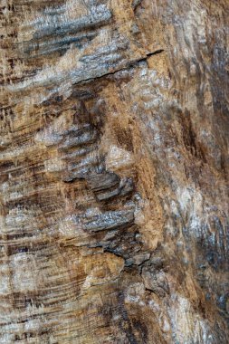 Wood texture of old barn oak with deep grooves and a rough, uneven surface, close up clipart