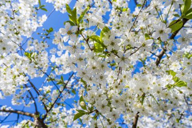 Mavi gökyüzüne karşı kiraz ağacında açan beyaz çiçek tomurcukları.