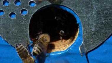 Arı kovanının yanında bal toplamak için bal arıları uçar. Kırsalda arıcılık. Arılarda koloni arıları, makro. Kovandaki ayrıntılı iniş delikleri ve uçan arılar