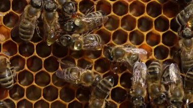 Bal peteği üzerinde çalışan arı, kapat. Arıların kolonisi. Kırsalda arıcılık. Macro bal peteğinde bir kovanla, bal ve polenle balmumu hücreleriyle çekim yapıyor. Taraklarda bal