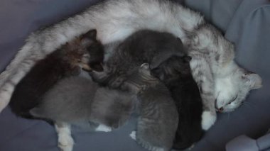 Anne kedi yavrularının yanında. Hayatının üç haftasında annesiyle birlikte yeni doğmuş yavru kediler. Evcil hayvanı kapatın.
