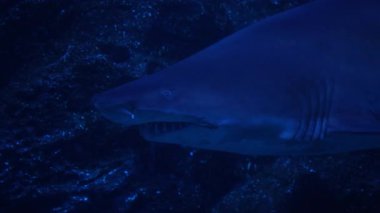 Su altında yüzen büyük köpekbalıklarına yaklaşın, deniz dünyasının sakinleri.