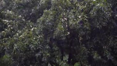 Yağmurun altında elma ağaçları ve yağmurlu bir günde güçlü fırtına rüzgarı Ukrayna, Avrupa 'da yaz bahçesinde