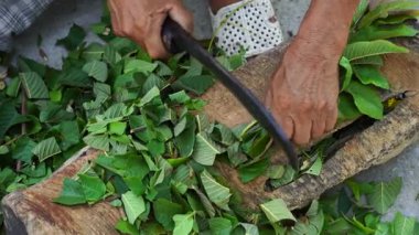 Vietnamlı adam bıçaklı elleri kurutmak için ağaç dallarını yeşil yapraklarla keser ve sonra da öksürük çayı olarak satar, yakın plan, Vietnam