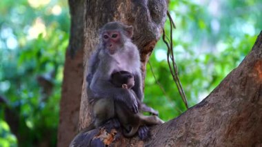 Da Nang, Vietnam yakınlarındaki yağmur ormanlarında vahşi maymun ailesi. Vahşi maymunlar doğada