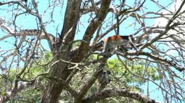 Vahşi kırmızı kolobus maymunu, Doğu Afrika, Tanzanya 'nın Zanzibar adasındaki tropikal ormanın dalında oturuyor.