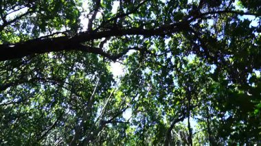 Yürüyüş yolu ve vahşi yaşam ile orman açık güneşli bir günde Zanzibar adasında, Tanzanya, Doğu Afrika