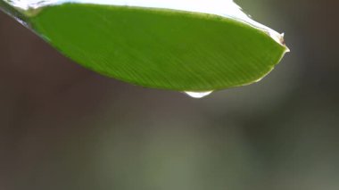 Aloe vera yeşil yapraklı, temiz meyve suyu damlatan, yakın çekim. Bir damla aloe vera çiçeği. Doğal tıp kavramı