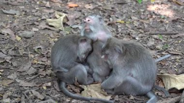 Ubud, Bali, Endonezya 'daki kutsal maymun ormanlarında vahşi maymun ailesi. Maymun orman parkı seyahat yerleri ve Asya 'da maymunların vahşi yaşam ortamında yaşadığı turistik yerler.