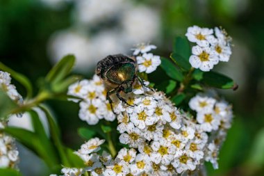 Cetonia aurata, Scarabaeidae familyasından Cetoniinae familyasından bir böcek türü. Gül böceği bahar bahçesinde beyaz spirea çiçeklerine oturur.