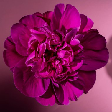 Arka planda güzel pembe şakayık çiçeği, yakın plan, üst manzara