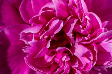 Arka planda güzel pembe şakayık çiçeği, yakın plan, üst manzara