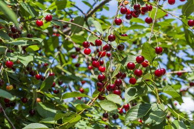 Yazın organik kiraz bahçesinde kiraz ağacının dalında sallanan olgun kirazlar.