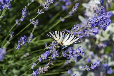 Iphiclides podalirius kelebeği, Kırlangıç olarak da bilinir. Ukrayna 'da nadir bir kelebek, yaz bahçesinde lavanta çiçeklerinin üzerinde oturuyor. Hasarlı kanatlar, kapatın.