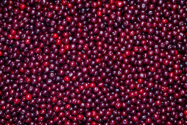 Taze kırmızı kirazlar, yaz hasadının cömertliğini gözler önüne seriyordu. Yerel bir markette bolca ayarlanmış parlak kirazlar. Hayatın tatlılığını ve zenginliğini sembolize eden sulu kiraz.