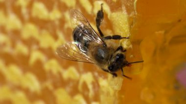 Bal peteği üzerinde çalışan arı, kapat. Arıların kolonisi. Kırsalda arıcılık. Macro bal peteğinde bir kovanla, bal ve polenle balmumu hücreleriyle çekim yapıyor. Taraklarda bal