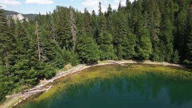 Yoğun kozalaklı ve kayın ormanlarıyla çevrili dağ gölü manzarası. Karadağ, Avrupa. Karadağ 'da ona Zabojsko Jezero diyorlar ve 1481 metre yüksekliğe sahip.