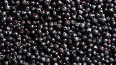 Yüzey yaban mersinli yaban mersini katmanıyla kaplı. Yaklaş. Yaz ormanı meyvesi, dönüşümlü