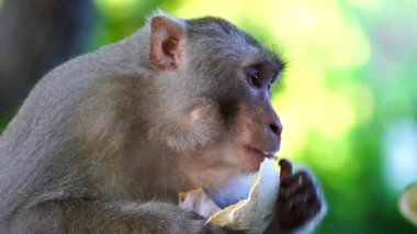 Da Nang, Vietnam yakınlarındaki yağmur ormanlarında vahşi maymun ailesi. Doğada hindistan cevizi yiyen vahşi maymunlar.