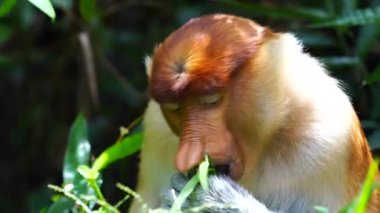Borneo, Malezya 'nın yağmur ormanlarındaki vahşi hortumlu maymun ya da Nasalis larvası, yaklaşın.