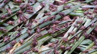 Dalat, Vietnam 'da bir böcek çiftliğinde birçok cırcır böceği var.