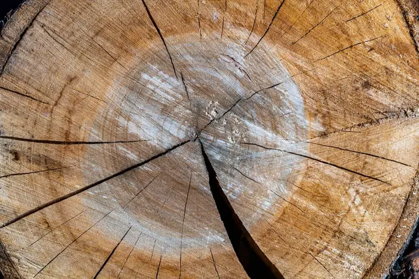 Kiraz ağacı halkalarının eski ahşap dokusu, yakın çekim, üst manzara. Gri ağaç gövdesinin arka planının kesiti. Tahta kütük dilimi. Yüzükler ve çatlaklarla desenli yüzey