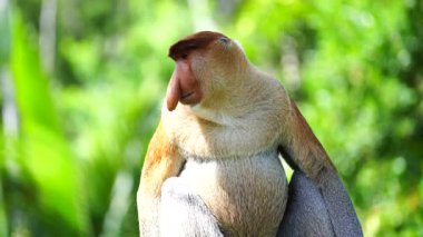 Borneo, Malezya 'nın yağmur ormanlarındaki vahşi hortumlu maymun ya da Nasalis larvası, yaklaşın.