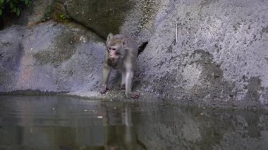 Vietnam 'ın Da Nang şehrinin yakınlarında göleti olan kayalıklardaki vahşi maymun ailesi. Vahşi maymunlar doğada