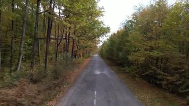 Güneşli bir sonbahar gününde orman yolunda uçmak. Ağaçlar sonbaharda Ukrayna 'da bir yol üzerinde tünel oluşturuyorlar. Seyahat ve doğa kavramı