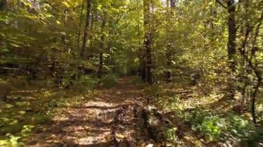 Güneşli bir sonbahar gününde orman yolunda uçmak. Ağaçlar sonbaharda Ukrayna 'da bir yol üzerinde tünel oluşturuyorlar. Seyahat ve doğa kavramı