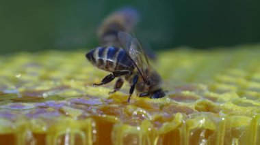 Bal peteği üzerinde çalışan arı, kapat. Arıların kolonisi. Kırsalda arıcılık. Macro bal peteğinde bir kovanla, bal ve polenle balmumu hücreleriyle çekim yapıyor. Taraklarda bal