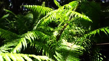 Yürüyüş yolu ve vahşi yaşam ile orman açık güneşli bir günde Zanzibar adasında, Tanzanya, Doğu Afrika