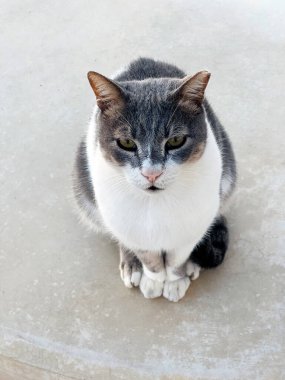 Güzel, gri ve beyaz bir kedi sessizce oturur ve şaşırtıcı güzellikteki kürkünü ve sakinliğini gösterir.