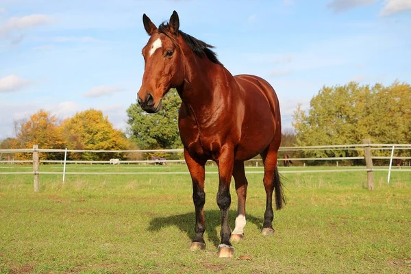 Bonito Marrom Quarto Cavalo Está Paddock — Fotografia de Stock
