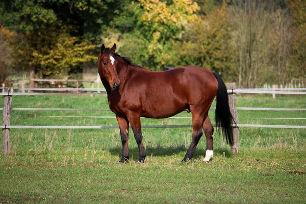 Bonito Marrom Quarto Cavalo Está Paddock — Fotografia de Stock
