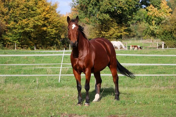 Krásná Hnědá Čtvrť Koně Stojí Ohradě — Stock fotografie