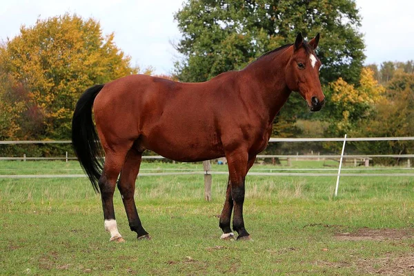 Mooi Bruin Kwartje Paard Staat Paddock — Stockfoto