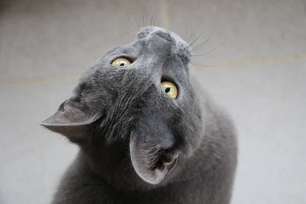 Piękny Mały Szary Koci Portret Głowy — Zdjęcie stockowe