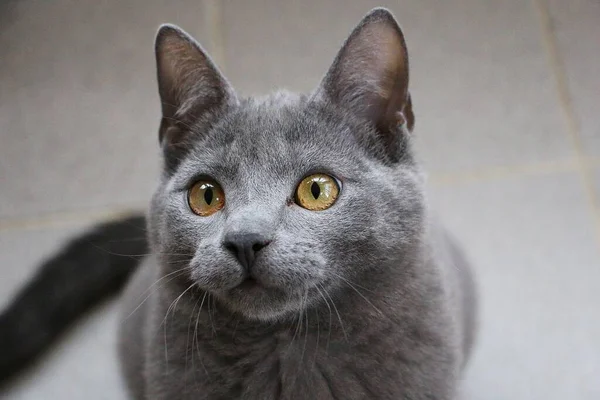 Красивый Маленький Серый Портрет Котенка — стоковое фото