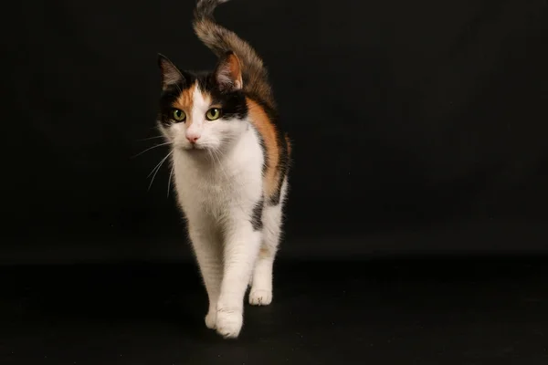 Krásný Malý Trojbarevný Kočičí Portrét Tmavém Studiu — Stock fotografie