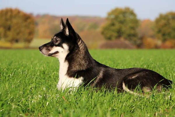 Schöner Gemischter Schäferhund Liegt Auf Einem Feld — Stockfoto