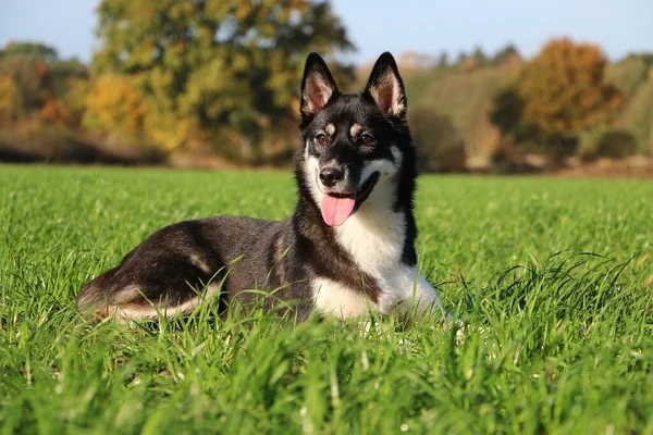 Schöner Gemischter Schäferhund Liegt Auf Einem Feld — Stockfoto