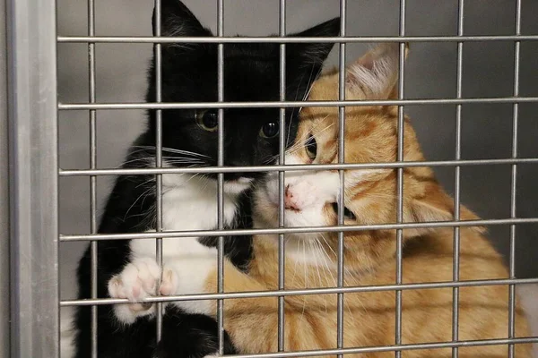 Δύο Μικρά Γατάκια Πίσω Από Φράχτη Στο Κλουβί Περιμένουν Για — Φωτογραφία Αρχείου