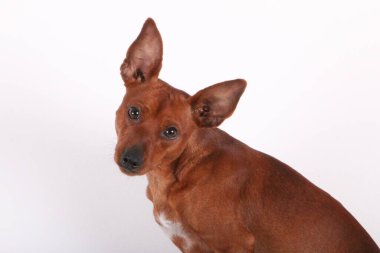 Beyaz stüdyodaki küçük bir pinscher 'ın portresi.