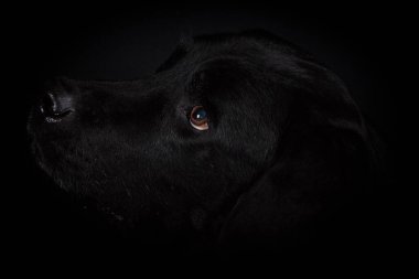 Karanlık stüdyoya bakan siyah bir labradorun aşırı yakın görüntüsü.