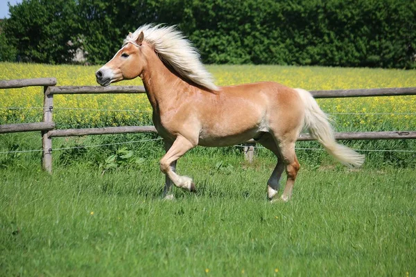 Piękny Koń Haflinger Pięknymi Włosami Biegnie Padoku — Zdjęcie stockowe